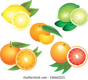 citrus fruits photo-realistic vector set