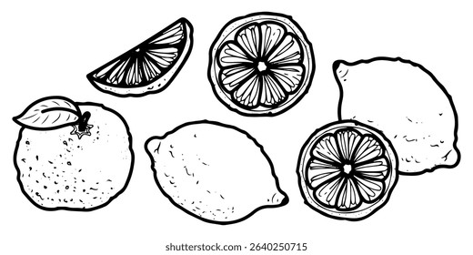 Citrus fruits set. Hand drawn doodle vector. Sour berries with vitamin c. Lemon, lime wedge, mandarin, orange slice. Illustration line art group of elements.