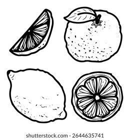 Citrus fruits set. Hand drawn doodle vector. Sour berries with vitamin c. Lemon, lime wedge, mandarin, orange slice. Illustration line art group of elements.