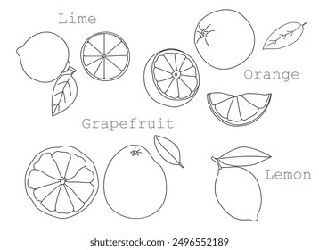 Citrus fruits set, hand-drawn. Contour drawing isolated on a white background. Whole and chopped fruits. Lime, orange, grapefruit, lemon. Illustration, icon, template for coloring. 