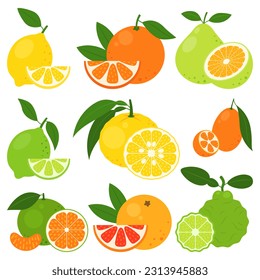 Frutas cítricas aisladas en un fondo blanco. Limón, naranja, pomelo, lima, yuzu, kumquat, mandarina, pomelo e ícono de cal de kaffir. Ilustración vectorial de frutos exóticos tropicales en estilo plano.