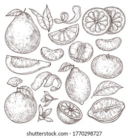 Citrus fruits sketch. Hand drawn orange mandarin pomelo, isolated tropical juicy plants. Vintage lemon blossom flower vector illustration