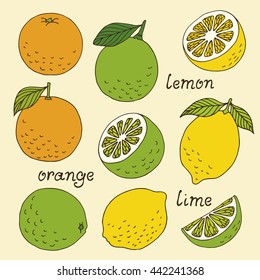 Citrus Fruits Vector Collection, Lemon, Orange, Lime Hand Drawn Set