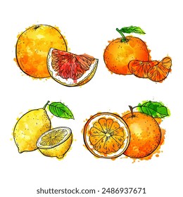Zitrusfrüchte, Vektorgrafik-Set handgezeichnete Skizze Aquarell-Illustration auf weißem Hintergrund.
