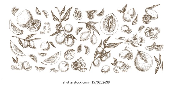 Citrus hand drawn illustrations set. Fruits and herbs vintage drawing collection. Bergamot, pomelo, lemon, lime, mandarin, orange, red orange detailed design elements on white background.