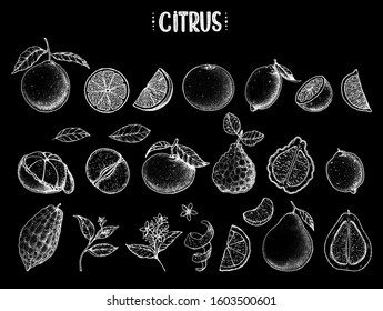 Citrus hand drawn vector illustration. Sketches for design. Black and white. Hand drawn sketch. Grapefruit, orange, mandarin, pomelo, bergamot, citron, lemon, tangerine, clementine, lime illustration