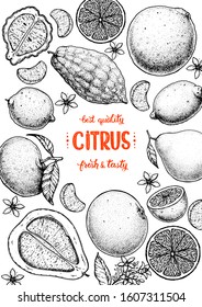 Citrus hand drawn vector illustration. Sketch for design. Black and white style. Citrus vintage packaging design.