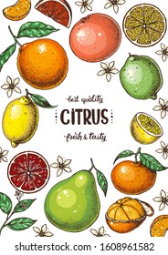 Citrus hand drawn vector illustration. Colorful for design. Cartoon style. Citrus bright packaging design.