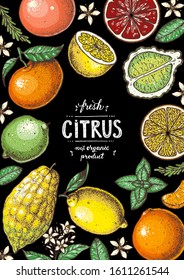 Citrus hand drawn vector illustration. Colorful for design. Cartoon style. Citrus bright packaging design.