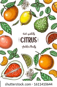 Citrus hand drawn vector illustration. Colorful for design. Cartoon style. Citrus bright packaging design.