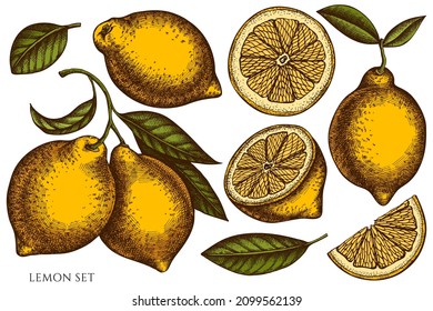 Citrus hand drawn vector illustrations collection. Colored lemon.