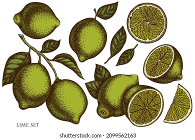Citrus hand drawn vector illustrations collection. Colored lime.