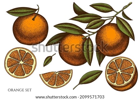 Citrus hand drawn vector illustrations collection. Colored orange.