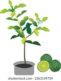 Citrus hystrix is a citrus fruit native to tropical Southeast Asia. Its fruit and leaves are used in Southeast Asian cuisine, and its essential oil is used in perfumery. 