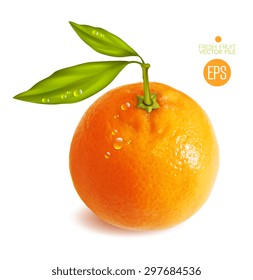 Citrus isolated, beautiful fresh fruit, branch with leaves. Vector realistic art illustration for advertising packaging carton bottle banner wallpaper. Color yellow orange green. Colorful, bright