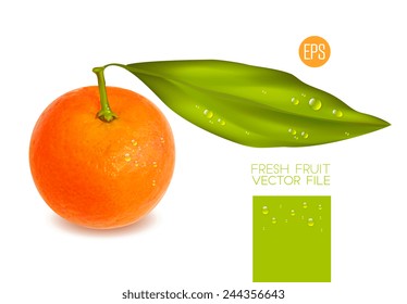 Citrus isolated on white background, beautiful fresh fruit. Vector realistic illustration for advertising, packaging carton, bottle, banner, wallpaper.
