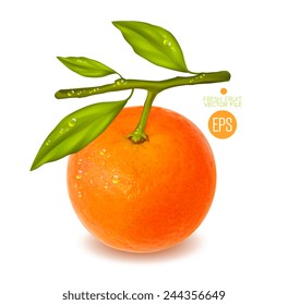 Citrus isolated on white background, beautiful fresh fruit. Vector realistic illustration for advertising, packaging carton, bottle, banner, wallpaper.