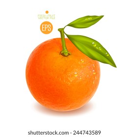 Citrus isolated on white background, beautiful fresh fruit. Vector realistic illustration for advertising, packaging carton, bottle, banner, wallpaper.