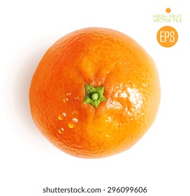Citrus isolated, top view, beautiful fresh fruit. Vector realistic art illustration for advertising packaging carton bottle banner wallpaper. Color yellow orange green. Colorful, bright