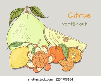 Citrus juicy vector set. Fruit tropical set. Vector illustration.