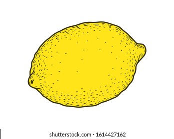 Citrus lemon fruit hand drawn sketch vector illustration. Lemon vegan ingredient collection isolated on white background. Lemon citrus fruits.