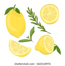Citrus Lemon fruit vector illustration