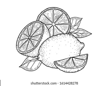 Citrus lemon, lime, bergamot fruit hand drawn sketch vector illustration. Citrus vegan ingredient collection isolated on white background. Citrus fruits.