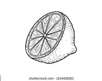 Citrus lemon, lime, bergamot fruit hand drawn sketch vector illustration. Citrus vegan ingredient collection isolated on white background. Citrus fruits.