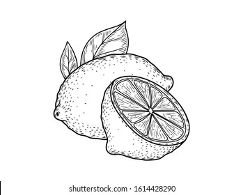 Citrus lemon, lime, bergamot fruit hand drawn sketch vector illustration. Citrus vegan ingredient collection isolated on white background. Citrus fruits.