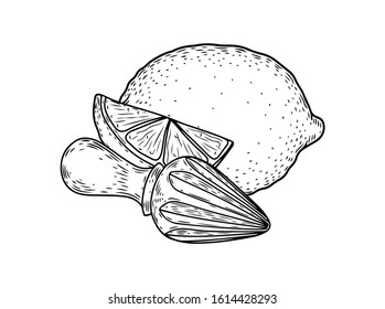 Citrus lemon, lime, bergamot fruit hand drawn sketch vector illustration. Citrus vegan ingredient collection isolated on white background. Citrus fruits.