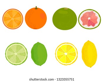Citrus. Lemon, orange, grapefruit, lime. Vector