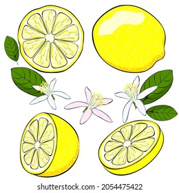 Citrus lemons. A mug and half a lemon. Set of vector lemons on a white background