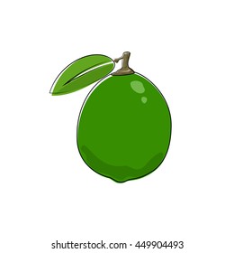 Citrus Lime Isolated on White Background, Tropical Fruit lemon, Vector Illustration