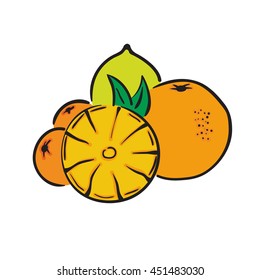 citrus lime orange lemon illustrator vector