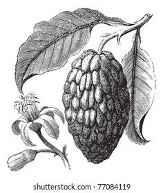 Citrus medica or Citron vintage engraving. Old engraved illustration of citrus fruit with leaves. Trousset encyclopedia.
