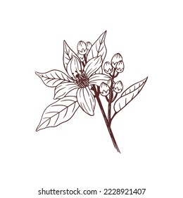 Citrus Neroli flower, hand drawn vector illustration isolated on white background.