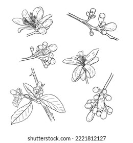 Citrus Neroli flowers set. Ink sketch. Hand drawn vector illustration isolated on white background.