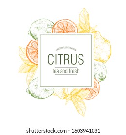 Citrus on an isolated background. Lemon, lime, orange on a white background. Hand illustration. Concept: label for juice, citrus tea; packaging for citrus; banner on the site. Vector. Stock.