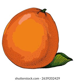 Citrus and Orange Blossom Vintage hand drawing fruit isolated on white background. Tangerine. Organic fruit. Cartoon style. Vector illustration for any design.