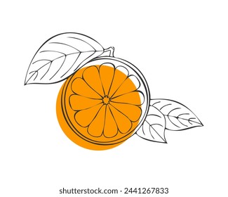 Citrus Orange fruit, hand drawn doodle, orange fruit with leaf, contour sketch with orange spot, isolated. Vector illustration