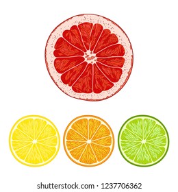 Citrus oranges, lemons, grapefruits, limes and tangerines rings.Vector illustration in sketch style on white background.