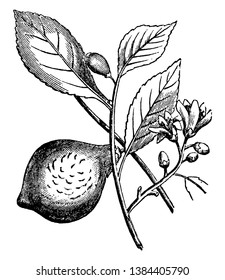 Citrus plant with citruses, buds and flowers, vintage line drawing or engraving illustration.