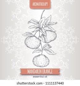 Citrus reticulata aka mandarin sketch on elegant lace background. Aromatherapy series. Great for traditional medicine, perfume design, cooking or gardening.