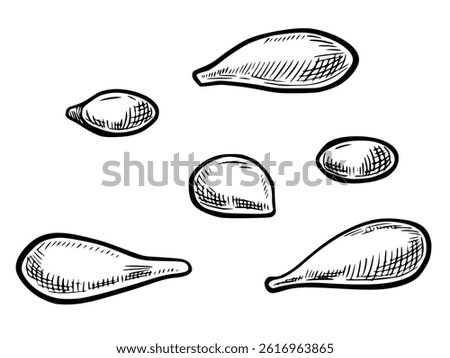 Citrus Seeds in hand drawn engraving style. Monochrome Vector illustration of lemon kernels elements for menu or cookbook design in vintage style. Linear drawing painted by black inks.
