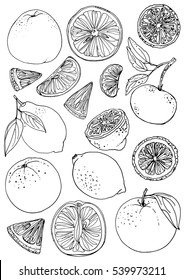 Citrus. Set of fruit. Fresh food. Lemons, oranges, mandarin.  Vector illustration. Coloring for adults