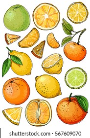 Citrus. Set of fruit. Fresh food. Lemons, oranges, mandarin, pomelo, lime.  Vector illustration.