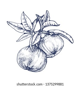 citrus set, hand drawing vector isolated on white background