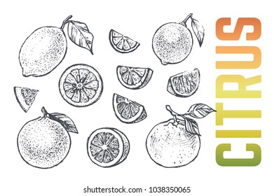 Citrus set - hand-drawn illustrations of lemon, lime and orange. engraving. Isolated vector vintage sketches of Citrus for the design of packs of juices and fruits