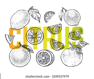 Citrus set - hand-drawn illustrations of lemon, lime and orange. Engraving Isolated vector vintage sketches of Citrus for the design of packs of juices & fruits