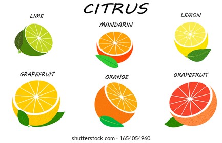 Citrus set isolated on white background. Fresh and juicy halves citruses. Illustration fruit with flat design.
